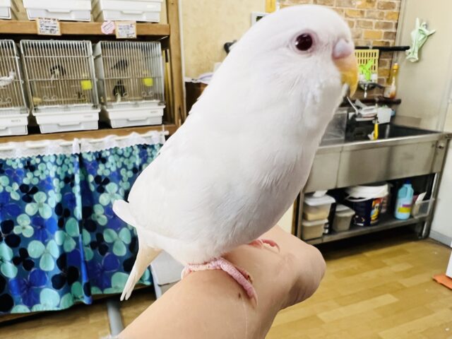 セキセイインコ