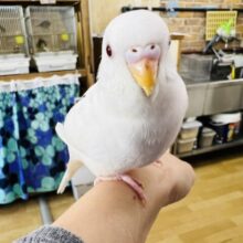 1人餌♡アルビノセキセイインコ