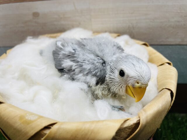 コザクラインコ（小桜インコ）