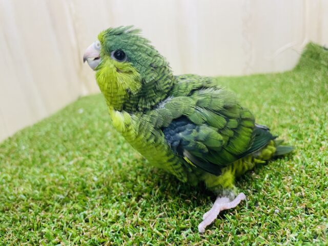 サザナミインコ