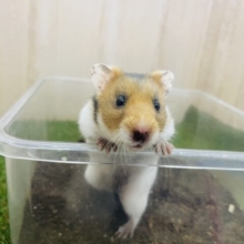 最新画像になりますよ⭐️定番人気！とっとこハム太郎‼️  ゴールデンハムスター　男の子