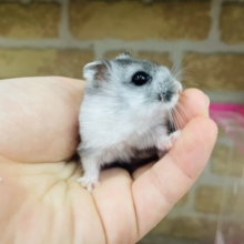 濃いめマーブルさんなんだよ！！　マーブルハムスター　女の子