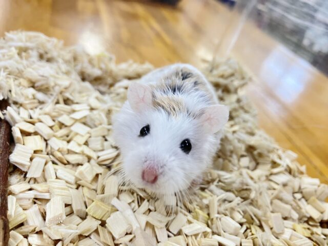 ✨最新画像あります✨素早いでぇ〜🐹💨ロボロフスキーハムスター(ブラウンパイド)男の子2022年12月生まれ ロボロフスキーハムスター