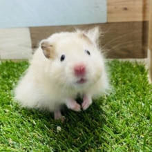 長毛タイプのキンクマハムスター男の子☆