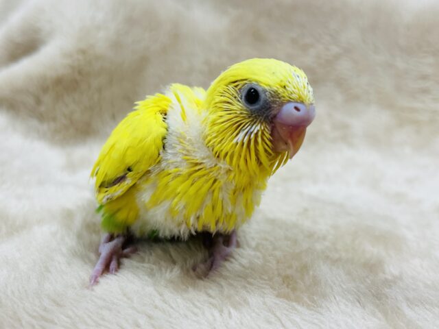 セキセイインコ