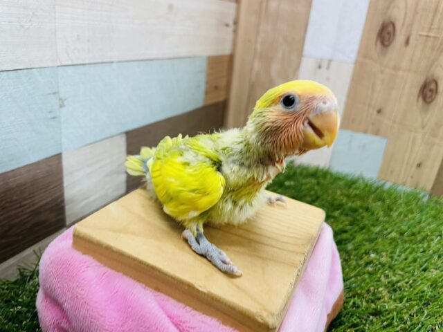 コザクラインコ（小桜インコ）