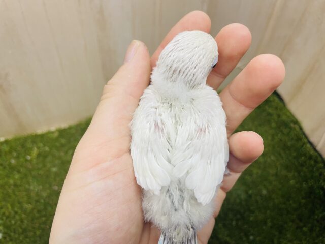 シロボタンインコ