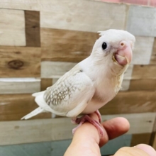 最新画像あります☆ホワイト×シナモン淡いカラーが素敵なオカメインコやって来ました〜