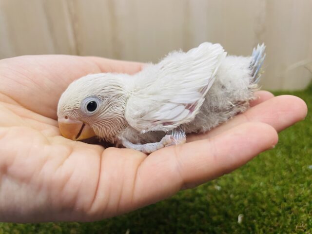 シロボタンインコ