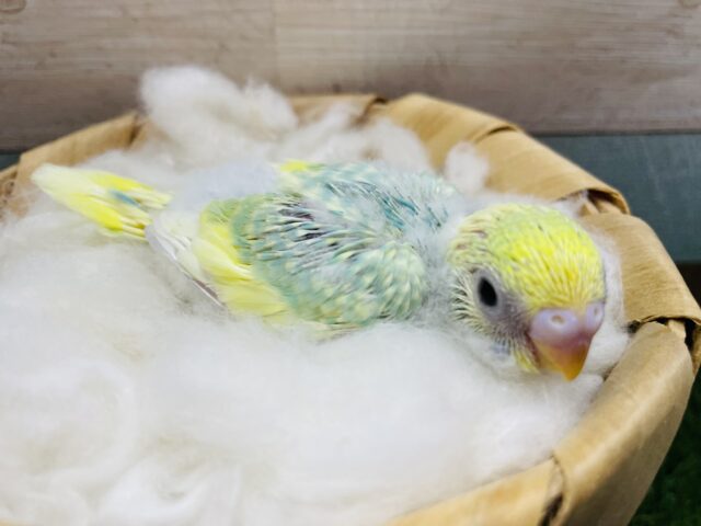 セキセイインコ