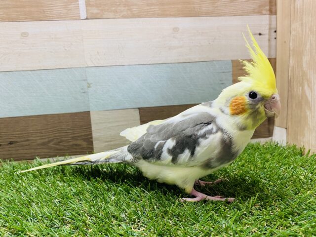 オカメインコ