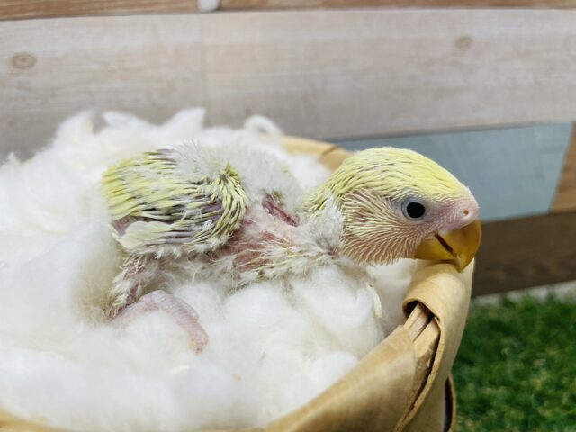 コザクラインコ（小桜インコ）