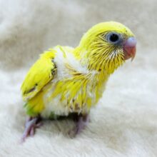 たんぽぽカラーの元気印🌼セキセイインコ(ハルクイン)