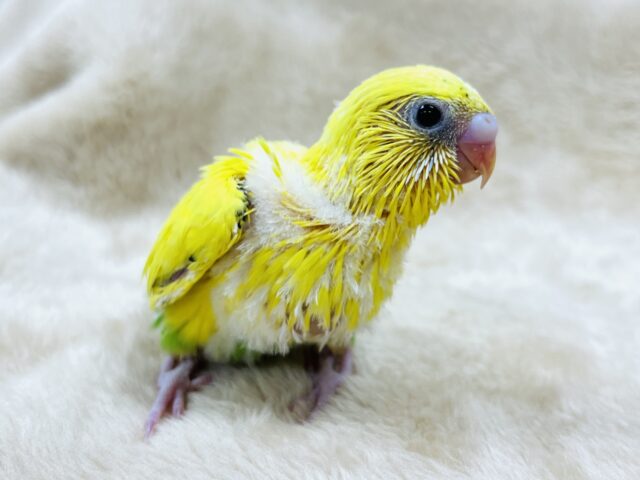 たんぽぽカラーの元気印🌼セキセイインコ(ハルクイン)