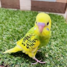 最新画像あります☆まだウブウブな姿のセキセイインコパイドカラー☆