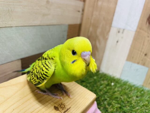 セキセイインコ