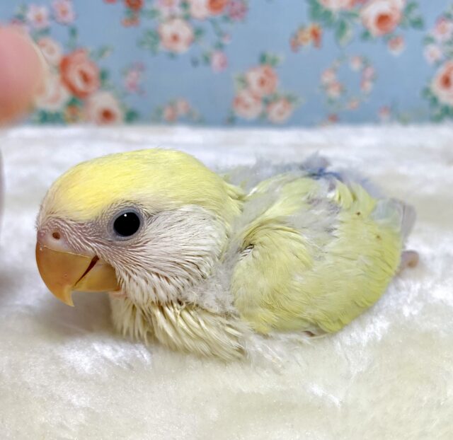 コザクラインコ シナモン系 🍋🌳 .*゜ 4/15