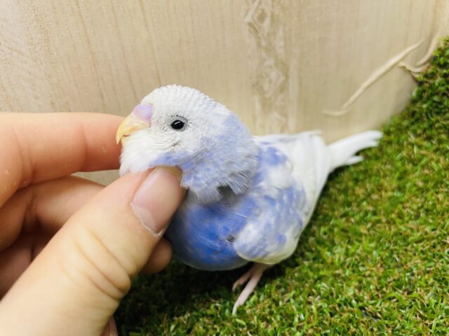 最新画像になりますよ‼️青空に飛び込もう〜🤍🫶　セキセイインコ　スパングルパイド