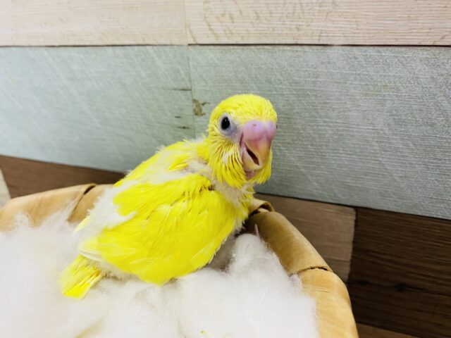 セキセイインコ