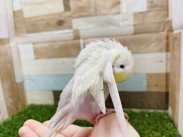 セキセイインコ