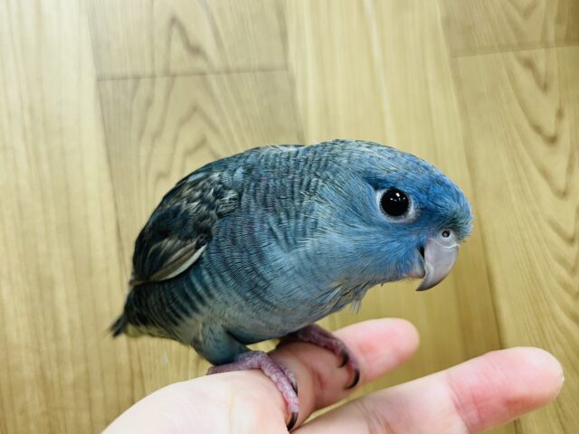 サザナミインコ