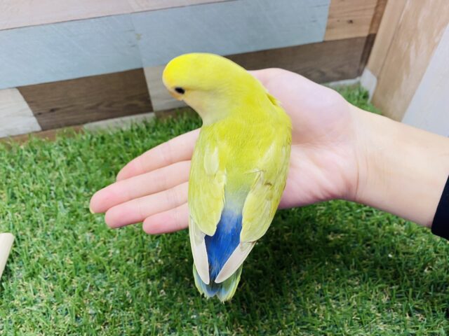 コザクラインコ（小桜インコ）