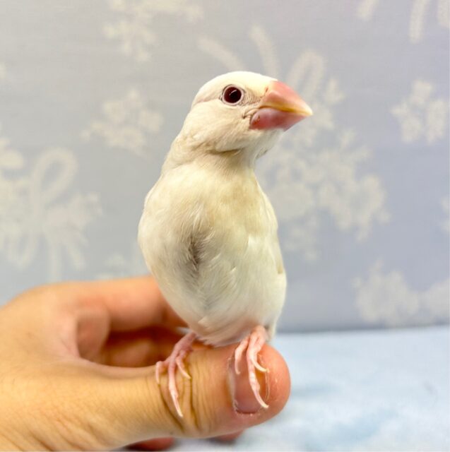 シルバーイノ文鳥