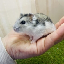 元気いっぱい！うるうるお顔がキュートなハムスター！！　ジャンガリアンハムスター