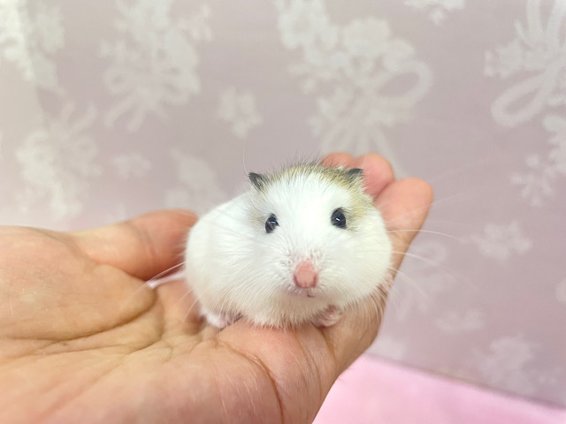 ロボロフスキーハムスター