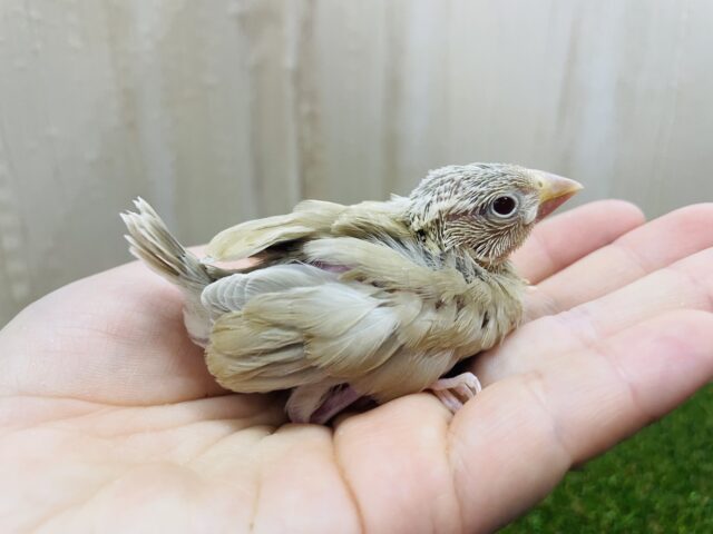 シナモン文鳥