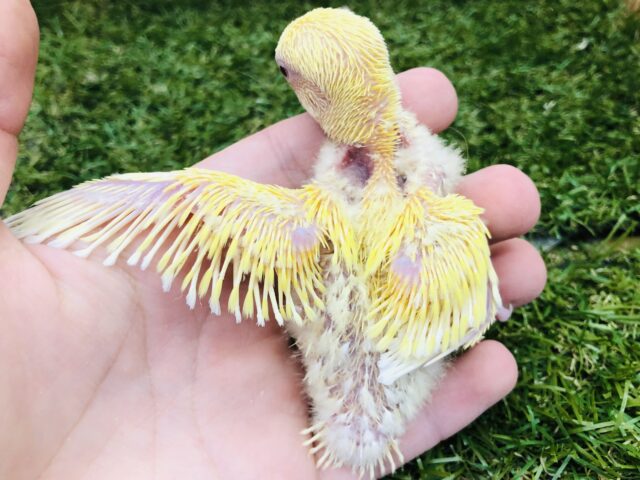 コザクラインコ（小桜インコ）