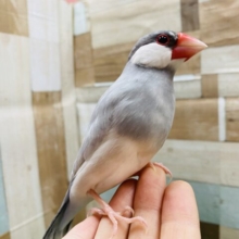 最新画像有り！あと1羽☆☆☆みんなでくっついてるのも可愛いんです！シルバー文鳥のヒナ！