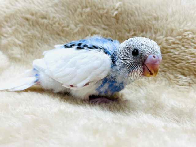 背中の模様がハートみたい♡セキセイインコ(パイド)