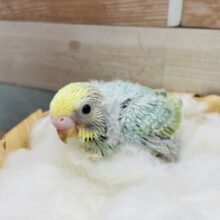 明るいグリーンの超人気カラー！！セキセイインコのパステルカラーレインボースパングル！