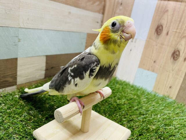 オカメインコ