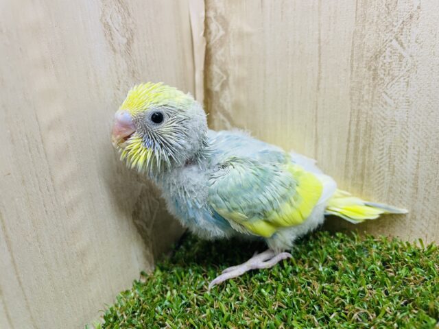 可愛いの最先端を届けるからね✨　セキセイインコ　パステルレインボーパイド