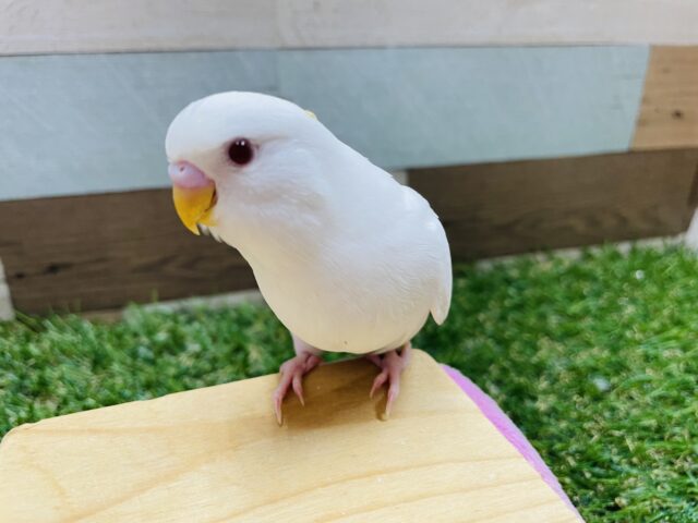 最新画像あります☆真っ白赤目の天使ちゃん！セキセイインコのアルビノ！