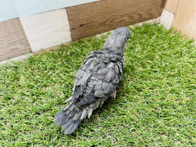 サザナミインコ