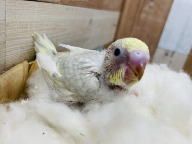 セキセイインコ