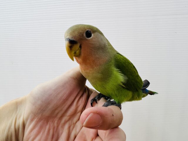 コザクラインコ（小桜インコ）