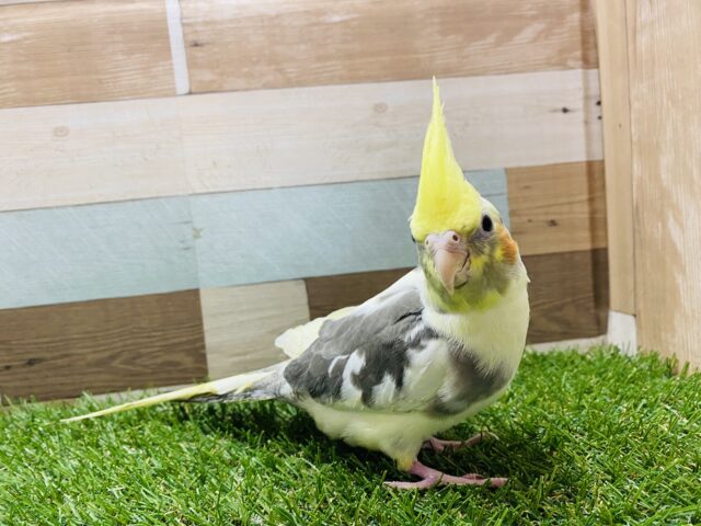 オカメインコ