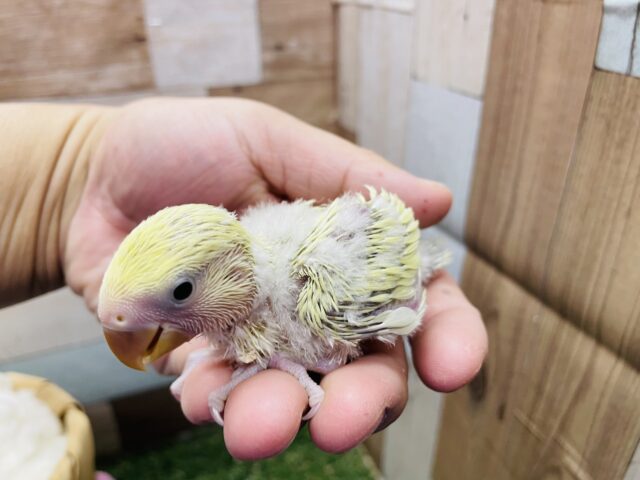 コザクラインコ（小桜インコ）