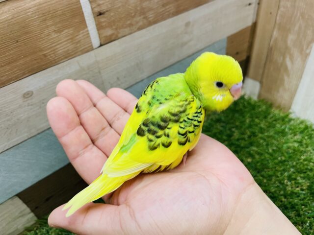 セキセイインコ