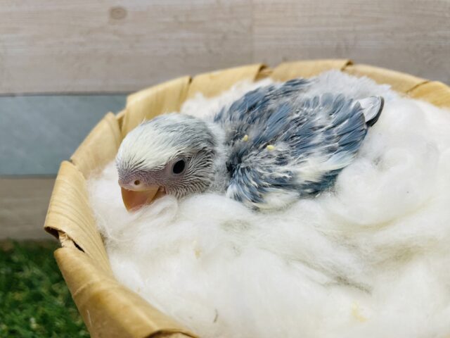 濃いめのブルーがカッコいい！！コザクラインコのブルーチェリーオパーリンパイド！