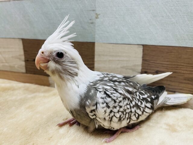 オカメインコ