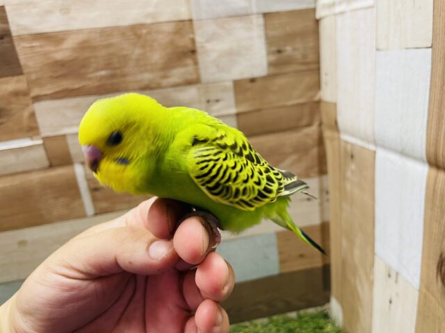 セキセイインコ