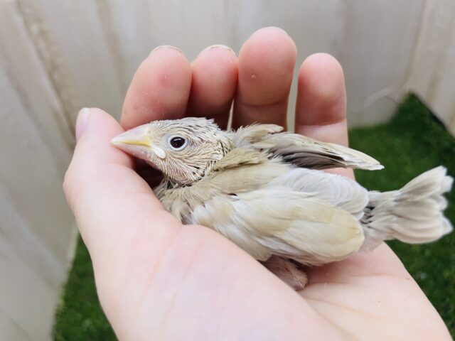 シナモン文鳥