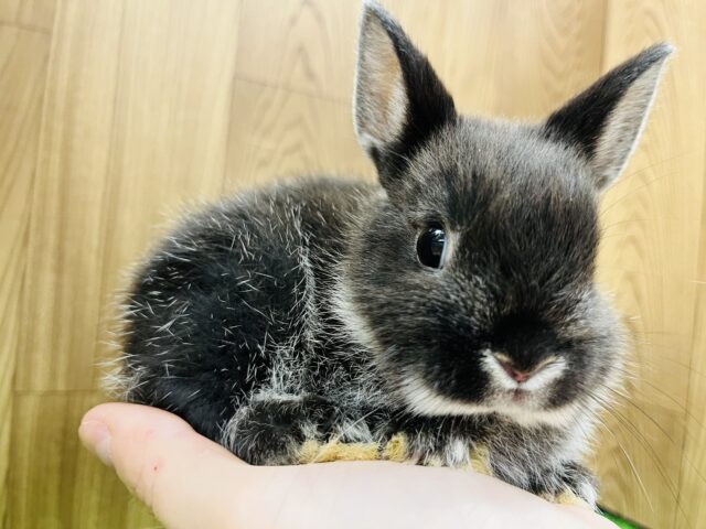 手乗りうさぴょん🐰🖤ネザーランドドワーフ(ブラックマーチン)