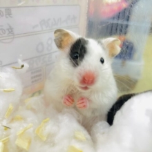 おっ！これは撮影かな！？　ダルメシアンハムスター　女の子