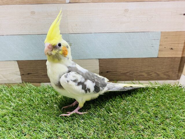 オカメインコ